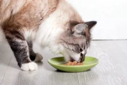 娱乐吃瓜猫咪视频大全最新,最新猫咪吃瓜视频大盘点